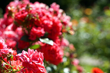 Red roses, flowers in garden