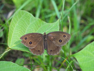 Obraz premium ジャノメチョウ