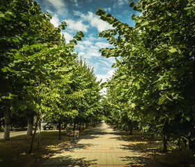overgrown urban tiled pathway