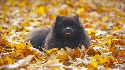 cute puppy in autumn leaves. A German Spitz puppy lies in autumn leaves. Dog autumn in the forest....
