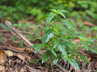 Thai herbs King of Bitter scientific name Andrographis paniculate Burm, Fah Talai john, green vegetable tree plant blooming in garden