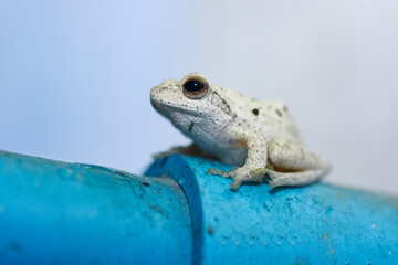 Polypedates leucomystax on water pipe.