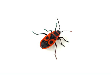 Firebug (Pyrrhocoris apterus) isolated on white. Pyrrhocoridae insects. Close-up of a single red beetle. 