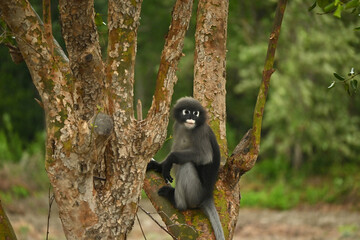 A beautiful langur climbing a tree.