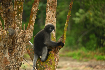 A beautiful langur sitting on a tree near the mountain.