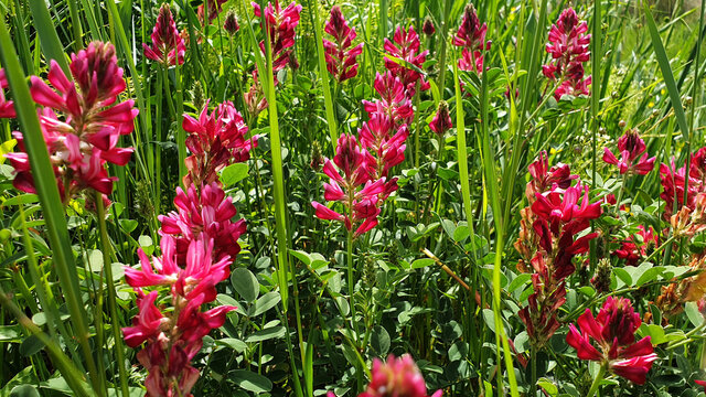 Red flower Hedysarum coronarium or Onobrychis viciifolia. Panorama.