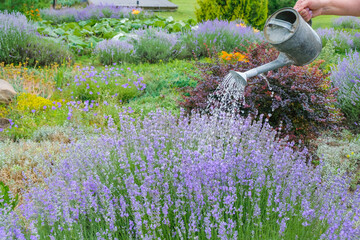 Fragment of a female hand with a watering can. A woman is watering lavender bushes in the home garden. Copy space. © Ganna Zelinska