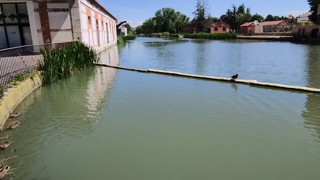 Patos y darsena del Canal de Castilla en Valladolid
