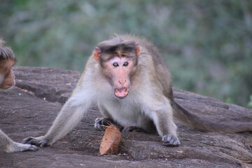 Angry Monkey