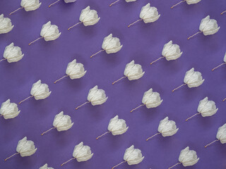 White dry flowers pattern on purple background
