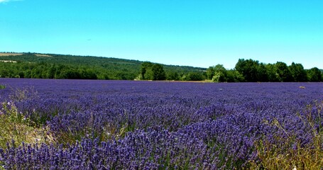 Fototapeta na wymiar Purple flowers - lavender
