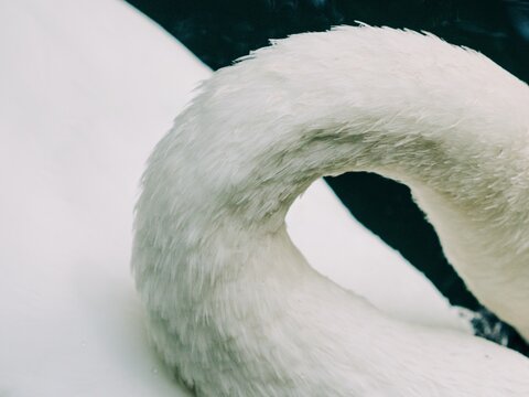 close up of a swan neck