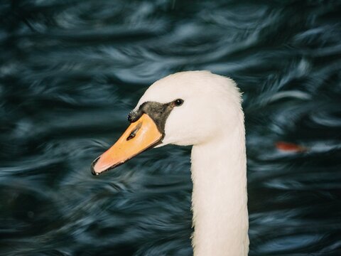 close up of white swan on the water