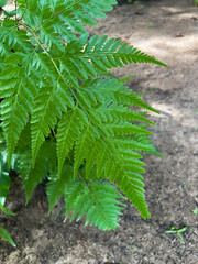Fern in the forest 