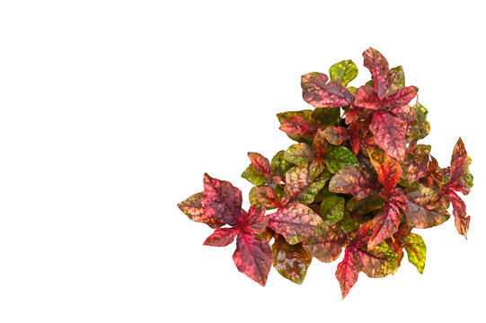 Colorful ground cover plant on white background - isolated - &nbsp;Aerva sanguinolenta&nbsp;(L.) Blume 