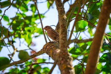 Spatz sitzt im Baum