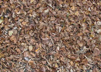 dry autumn fallen leaves completely cover the ground