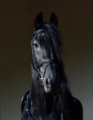 Friesian horse low key portrait in a dark stable 