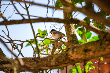 Spatz sitzt im Baum