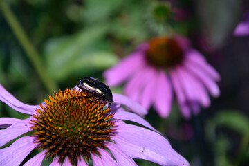 Echinace Käfer