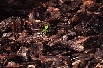 Pine bark for warming seedlings in winter