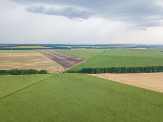 Green fields of corn and sunflowers in Ukraine. Aerial drone view.