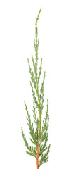 Juniper twig isolated on white background. Ornamental plants for landscape design.