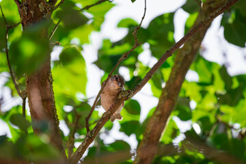 Spatz sitzt im Baum
