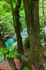 Fototapeta na wymiar crystal clear water in a mountain river in an alpine gorge