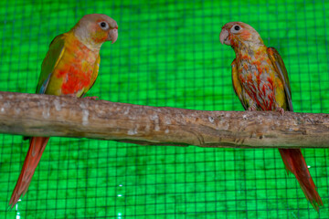 Close up of a parrot