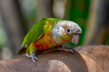 Close up of a parrot