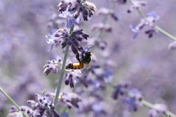 Honey bee collecting nectar on a flower of Russian Sage