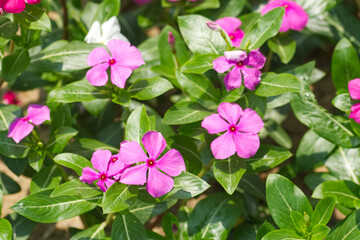 Madagascar periwinkle flowers in garden