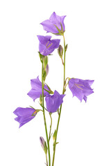 Obraz na płótnie Canvas Purple bell flower isolated on white background. Beautiful blooming bouquet.