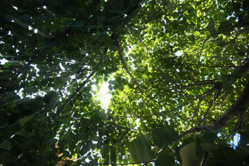Sunbeams seeping through tree leaves and branches