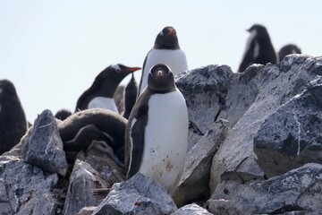 Angry looking penguin standing in penguin colony, Antarctica