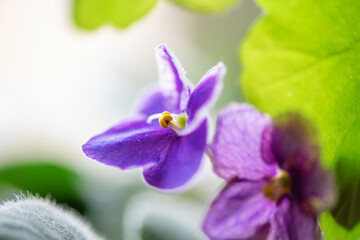 Fototapeta na wymiar Doashnik violet flower. Close-up photographed.