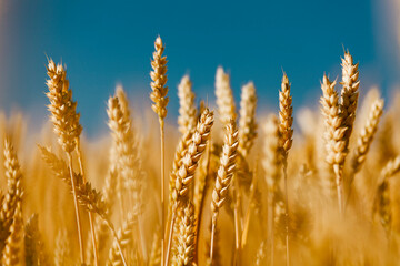 Fototapeta premium Golden field of ripened cereal, yellow wheat and rye against the blue sky.
