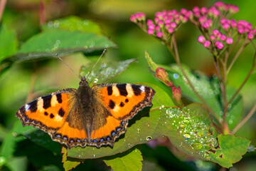 Fototapeta na wymiar A small tortoiseshell butterfly spreading its wings widely on a leaf with water droplets.