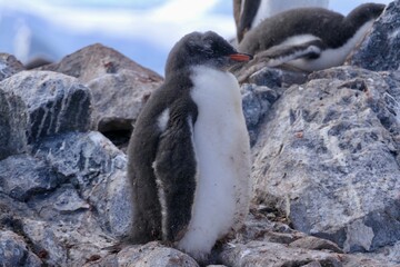 Fototapeta premium Fluffy penguin chick with funny hairstyle, Antarctica