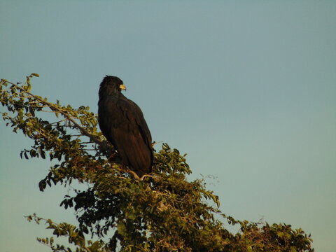 &Aacute;guila Cafre - negra