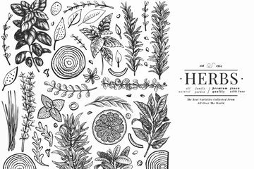 Fotobehang Culinary herbs banner template. Hand drawn vintage botanical illustration. Engraved style. Vintage food background. © lubovchipurko