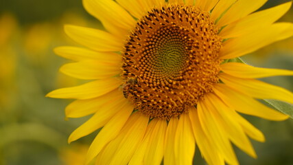 Fototapeta premium ひまわり