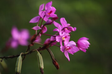 close up of a purple flower