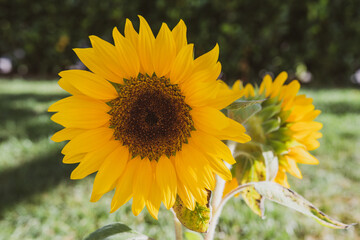 Sonnenblume