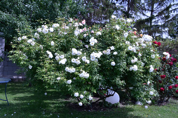 Fototapete bei efototapeten.de bestellen   