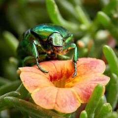 Rose beetle (Cetonia aurata) on a yellow flower in the garden