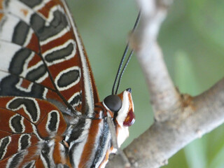 Farfalla