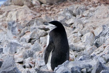 Obraz premium Lonely chinstrap penguin standing on stone beach before icebergs, Antarctica