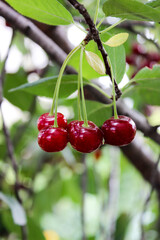 Ripe cherry on a twig close up